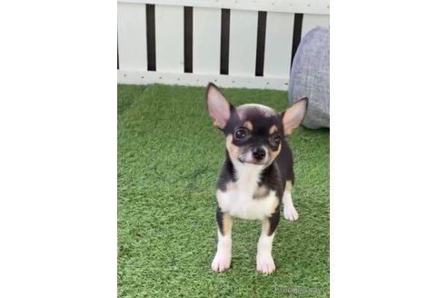 成約済の福岡県のチワワ(スムースコート)-284825の2枚目