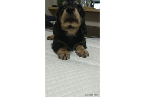 成約済の福岡県のミニチュアダックスフンド(ロングヘアード)-287999の10枚目