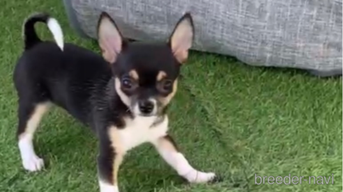 成約済の福岡県のチワワ(スムースコート)-284825の1枚目