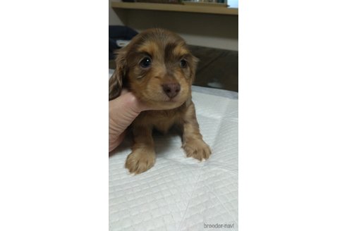 成約済の福岡県のミニチュアダックスフンド(ロングヘアード)-288007の14枚目