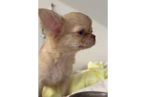 成約済の福岡県のチワワ(ロングコート)-281198の2枚目