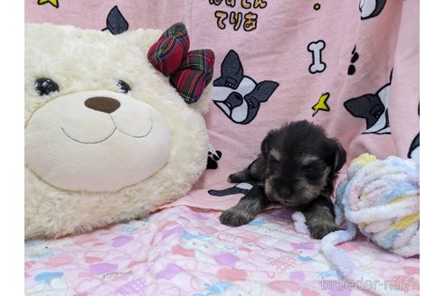 成約済の千葉県のミニチュアシュナウザー-292135の9枚目