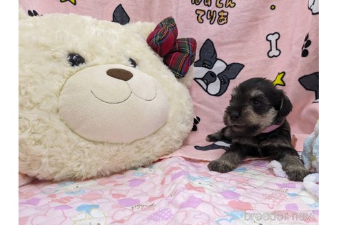 成約済の千葉県のミニチュアシュナウザー-292135の8枚目