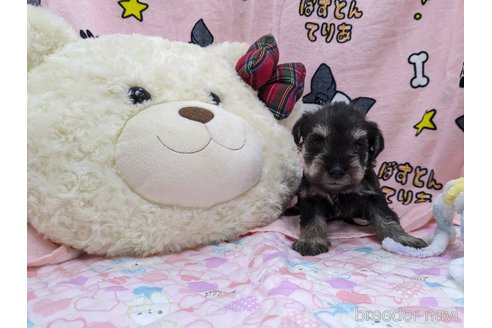 成約済の千葉県のミニチュアシュナウザー-292135の7枚目