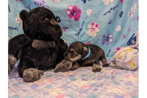 成約済の千葉県のミニチュアシュナウザー-292140の3枚目