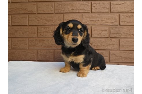 成約済の埼玉県のミニチュアダックスフンド(ロングヘアード)-288233の1枚目