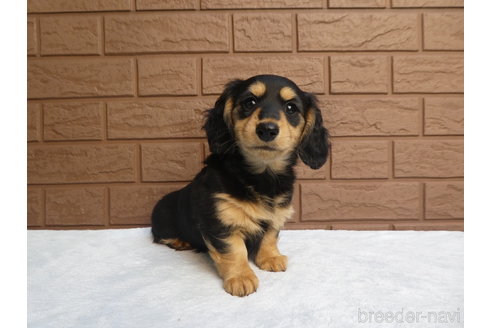 成約済の埼玉県のミニチュアダックスフンド(ロングヘアード)-288233の2枚目