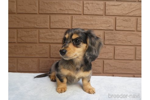 成約済の埼玉県のミニチュアダックスフンド(ロングヘアード)-288235の2枚目