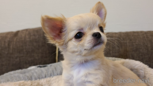 子犬