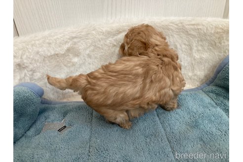 成約済の大阪府のティーカッププードル-292198の5枚目
