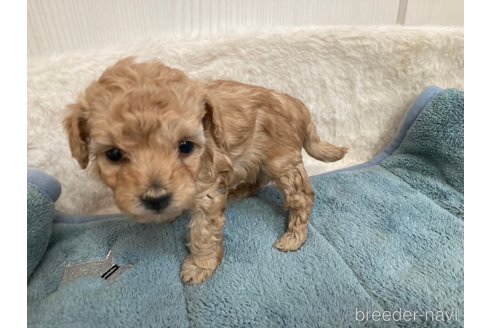成約済の大阪府のティーカッププードル-292198の4枚目