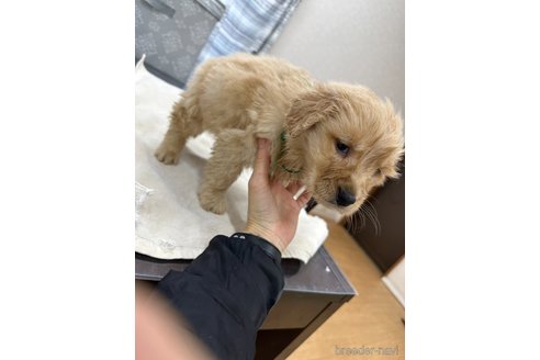 成約済の千葉県のゴールデンレトリーバー-292202の19枚目