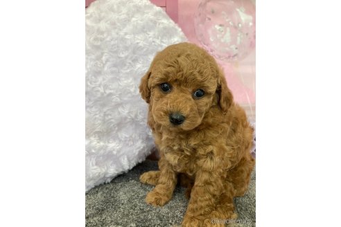 成約済の大阪府のタイニープードル-292204の3枚目