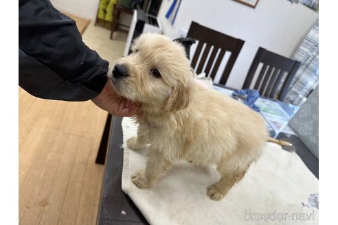 成約済の千葉県のゴールデンレトリーバー-292211の6枚目