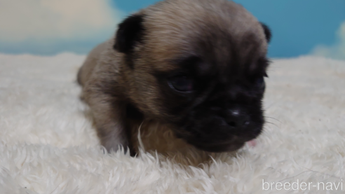 成約済の埼玉県のチワワ(ロングコート)-290286の1枚目