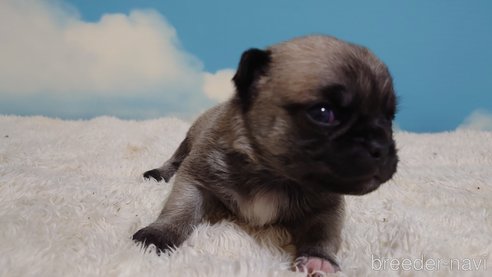 成約済の埼玉県のチワワ(ロングコート)-290286の4枚目