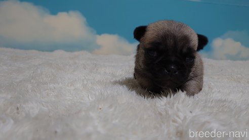 成約済の埼玉県のチワワ(ロングコート)-290286の3枚目