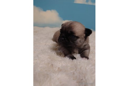 成約済の埼玉県のチワワ(ロングコート)-290286の2枚目