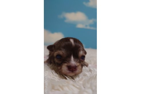 成約済の埼玉県のチワワ(ロングコート)-290284