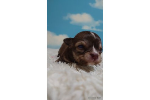 成約済の埼玉県のチワワ(ロングコート)-290284の3枚目