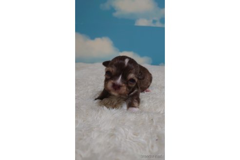 成約済の埼玉県のチワワ(ロングコート)-290284の2枚目