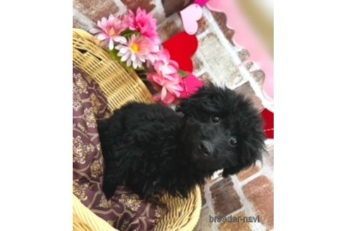 成約済の北海道のミックス犬-281827の15枚目