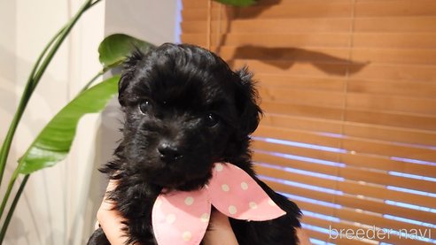 成約済の北海道のミックス犬-292241の13枚目