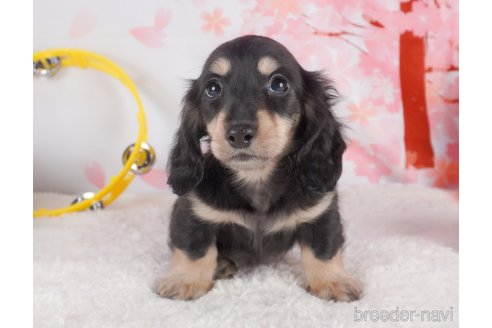 成約済の栃木県のミニチュアダックスフンド(ロングヘアード)-292291