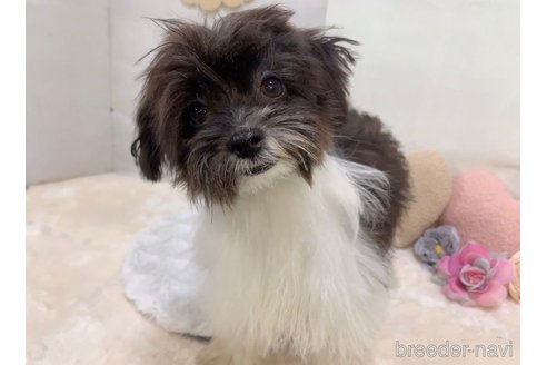 成約済の東京都のミックス犬-246879の11枚目