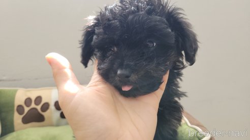成約済の神奈川県のミックス犬-292372の4枚目