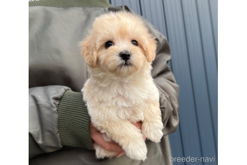 成約済の千葉県のマルプー:マルチーズ×トイプードル-288360の3枚目