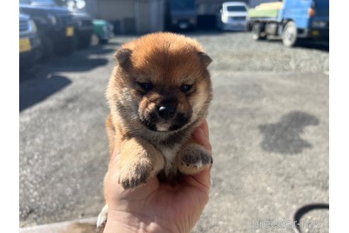 成約済の岡山県の豆柴-289781の2枚目