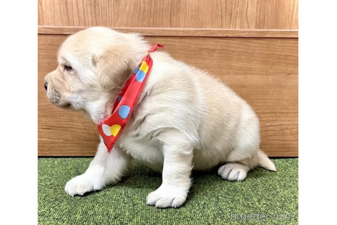 成約済の愛知県のラブラドールレトリーバー-290747の4枚目