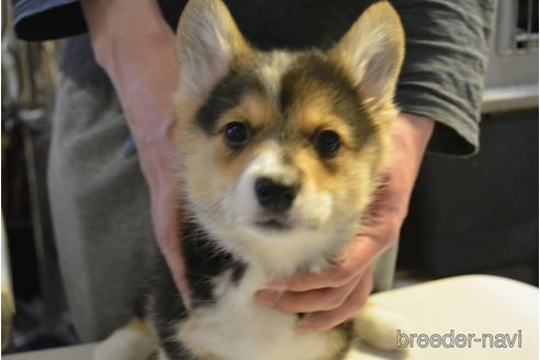成約済の栃木県のウェルシュコーギーペンブローク-292385の1枚目