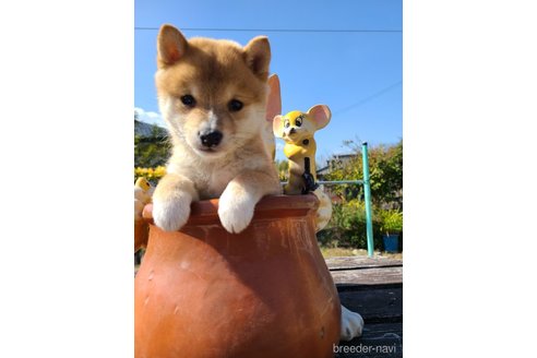 成約済の鹿児島県の豆柴-285150の4枚目