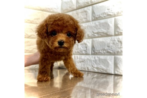 成約済の茨城県のトイプードル-292413の4枚目