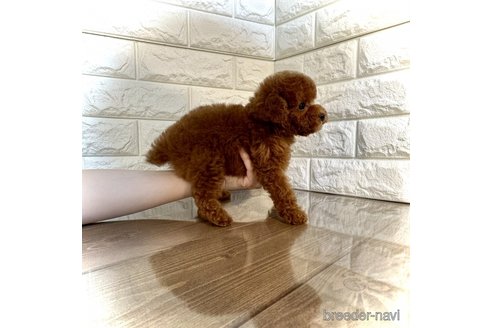 成約済の茨城県のトイプードル-292413の5枚目