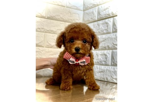 成約済の茨城県のトイプードル-292413の2枚目