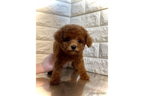 成約済の茨城県のトイプードル-292413の3枚目