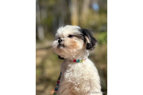 成約済の山口県のミックス犬-266102の7枚目