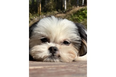 成約済の山口県のミックス犬-266102の8枚目