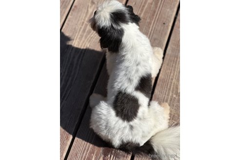 成約済の山口県のミックス犬-266102の9枚目