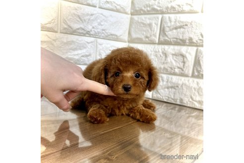 成約済の茨城県のトイプードル-292414の3枚目