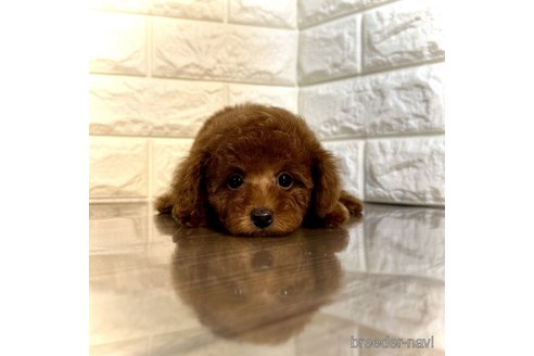 成約済の茨城県のトイプードル-292414の4枚目