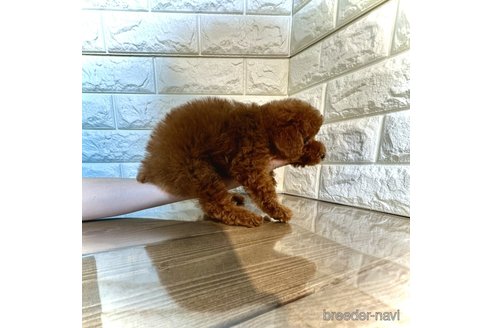 成約済の茨城県のトイプードル-292414の2枚目