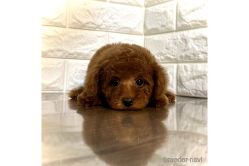 成約済の茨城県のトイプードル-292414の5枚目