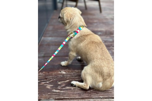 成約済の山口県のミックス犬-266010の11枚目
