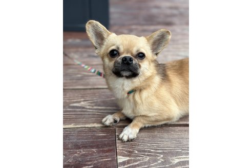 成約済の山口県のミックス犬-263137の4枚目