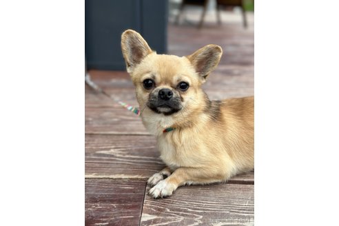 成約済の山口県のミックス犬-263137の5枚目