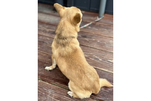 成約済の山口県のミックス犬-263137の3枚目